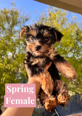 Yorkshire Terrier – 2 yorkies