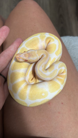 snake – she’s friendly
