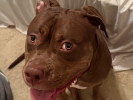 American Pit Bull Terrier – American Pitbull Terrior looking for a new loving home😢 – Frederick