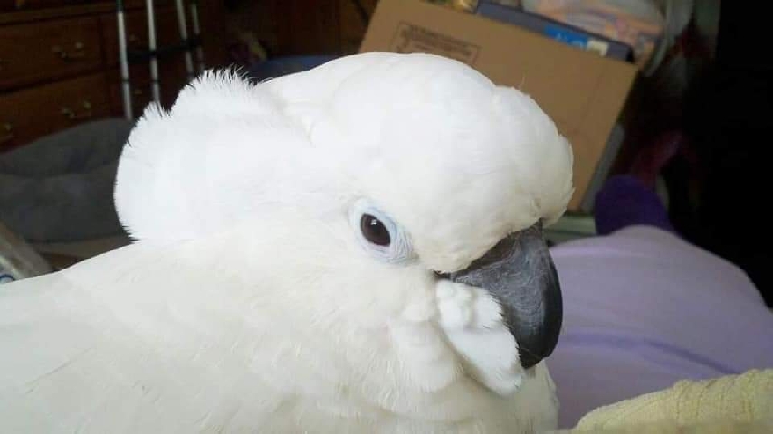 Umbrella Cockatoo WITH CAGE