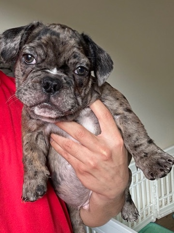 French Bulldog – Frenchie Puppy