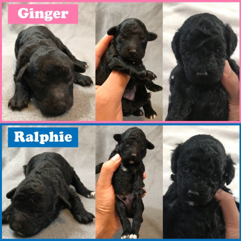 Poodle – Toy poodles for rehoming