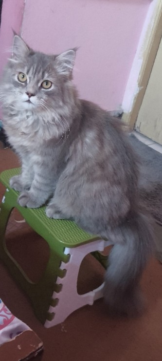 Persian (Modern) – male persian