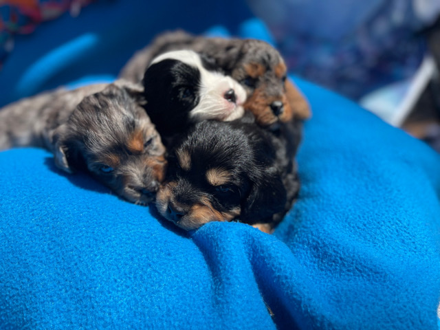 Poodle – 4 mini Cavapoo F2 for sale