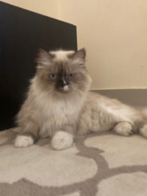 himalayan cat