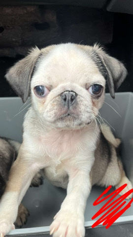 Pug – pug for sale (boy)