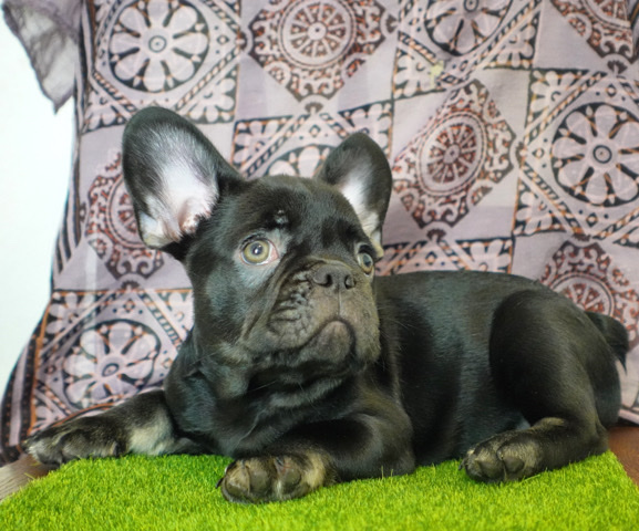 French Bulldog – french bulldog puppies