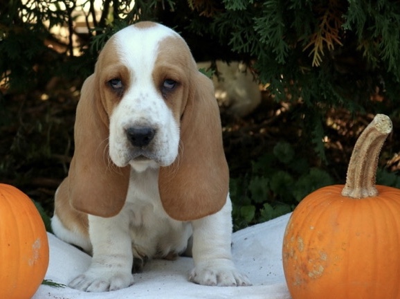 Basset Hound – dog – New York City