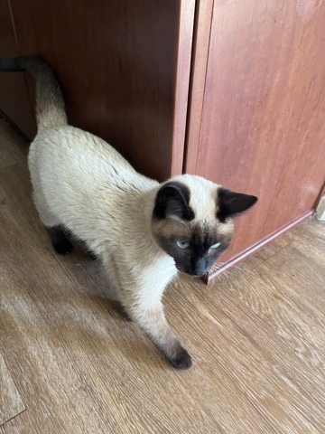 Siamese – Siamese