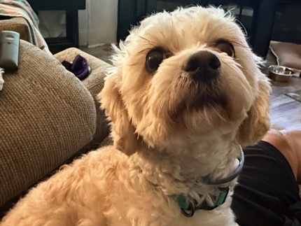 Maltipoo – 2 year old Maltipoo – Rochester