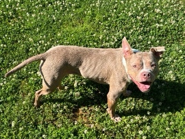 American Pit Bull Terrier – Pitbull Mix Needing to be rehomed