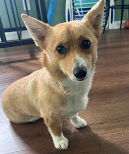 Cardigan Welsh Corgi – Needs a new home