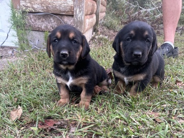 German Shepherd – Germanshepard mix bassethound