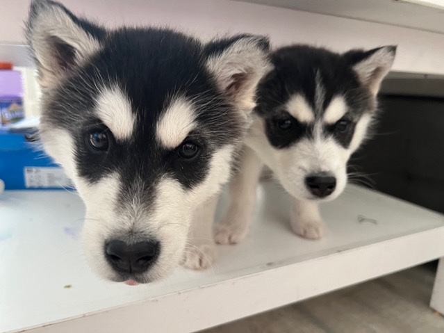 Siberian Husky – Husky Welpen