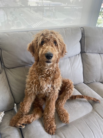 Standard Golden doodle