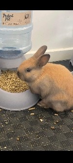 Baby Bunnys