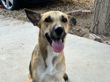 Mixed Breed – German shepherd mix – El Paso