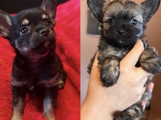 Chinese Crested Dog – Two beautiful boys looking for a new home – East Boldon