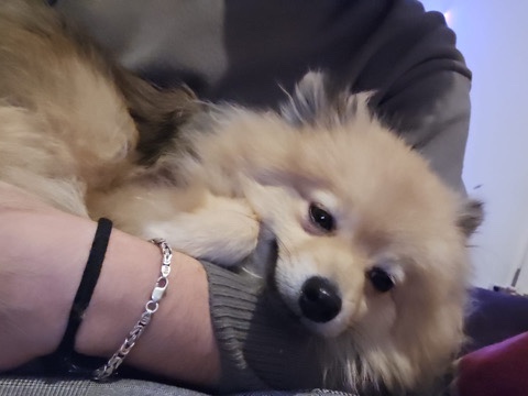 German Spitz – Deutscher spitz – Elsdorf