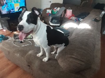 American Pit Bull Terrier – Young Male Needs training