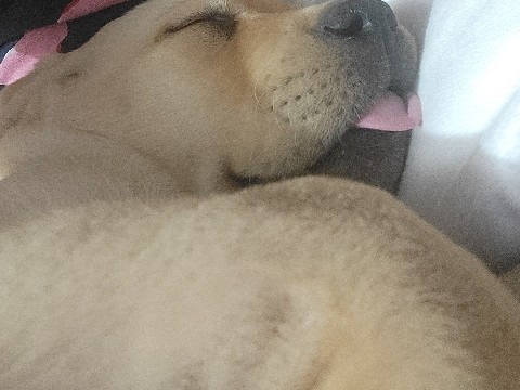 Labrador Retriever - Pure breed labrador retriever pups available for adoption in Washington