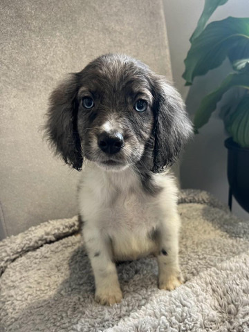 English Cocker Spaniel – Adorable Cocker spaniel puppies *READY TO GO*