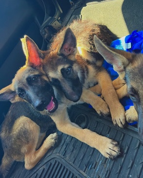 German Shepherd – German Shepards