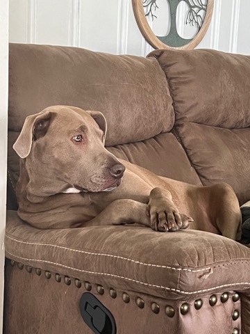Weimaraner – Khloe needs a new home