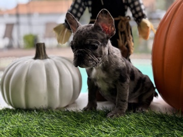 French Bulldog – French Bulldog