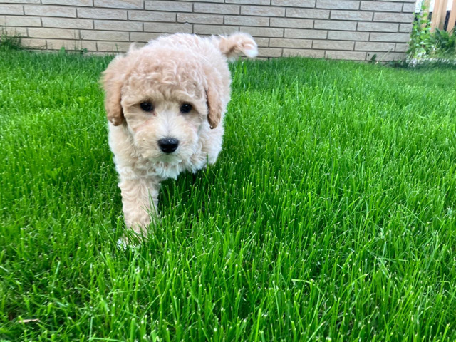 Poodle - Andy: Ready to find new home :) available for adoption in Hamilton