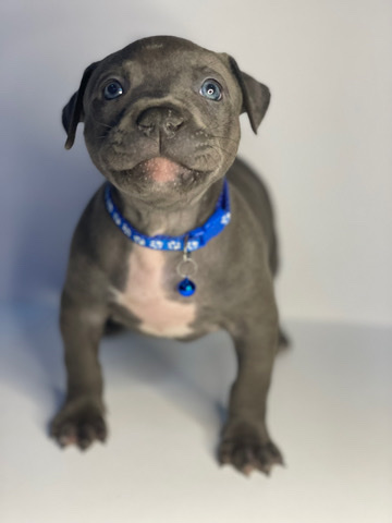 American bully xl