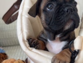 French Bulldog – Adorable French Bulldog Puppy for Sale – 2 Months Old – أبو ظبي