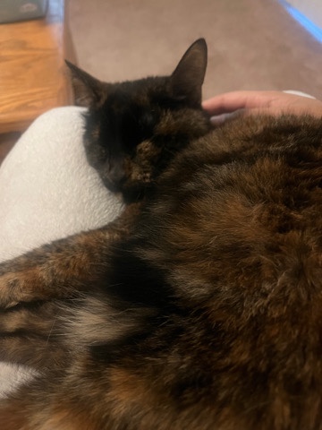British Shorthair – Rehome