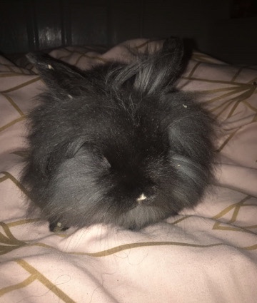Lionhead – pet rabbit supper friendly