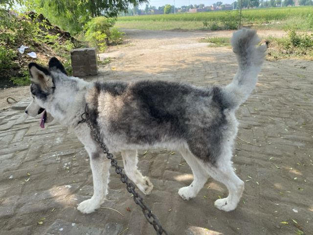 Siberian Husky – siberian husky dog – Faridkot