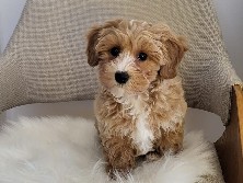 Maltipoo – maltipoo lichtbruin – Antwerpen