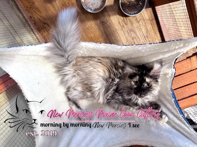 Maine Coon – Pedigreed MaineCoon Kittens