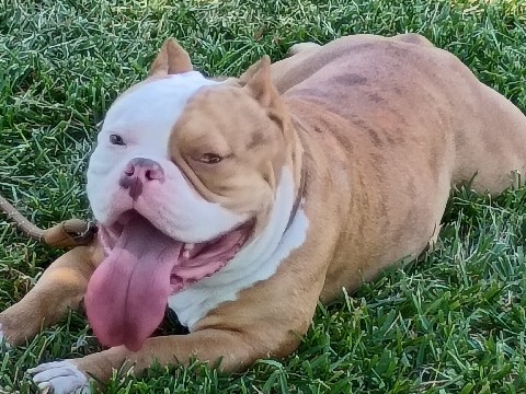 Bulldog – Friendly 4-Year-Old pocket Bulldog Available for Rehoming in Austin – Austin