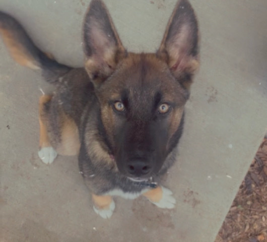 Selling my fur baby