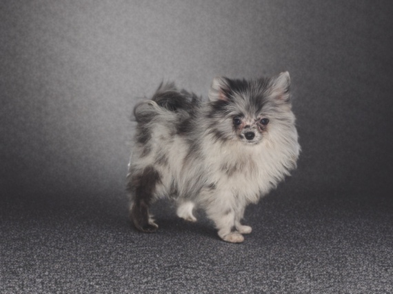 small Pomeranian puppy