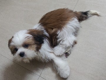 Shih tzu male puppy for sale
