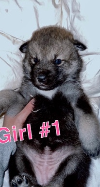 wolf hybrid Eskimo cubs 40-50%