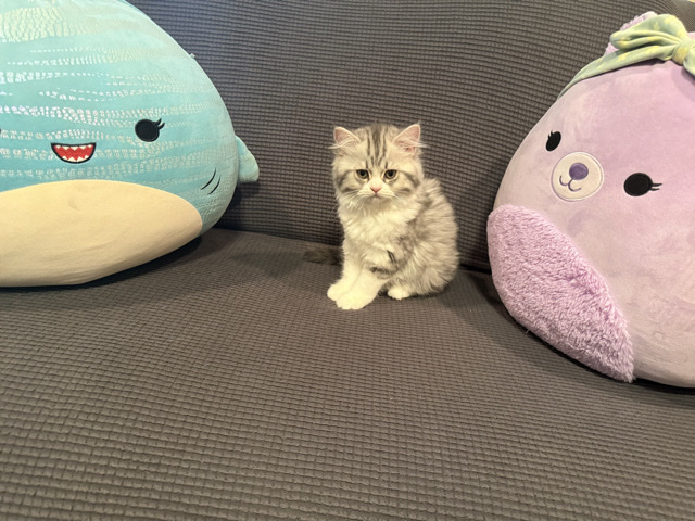 British Shorthair – kitten for sale – Aliso Viejo
