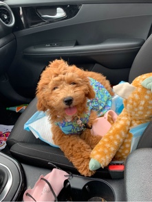 Poodle – miniature goldendoddle