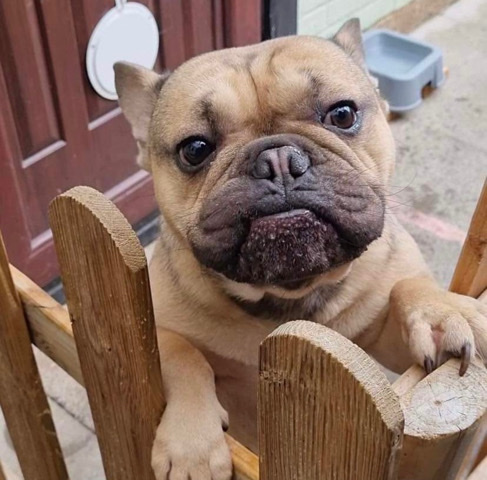 French Bulldog – Fenchie cross bulldog