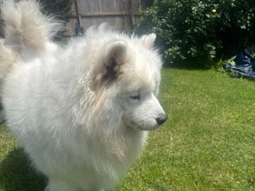 Samoyed – Samoyed – Broken Arrow