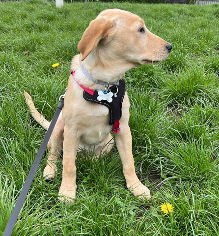 Labrador Retriever – Labrador puppy