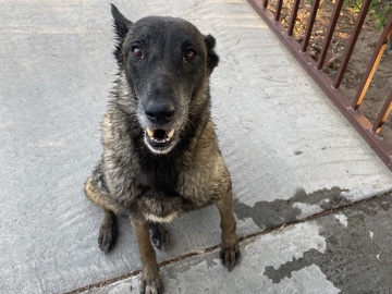 German Shepherd – German Shepard – Surprise