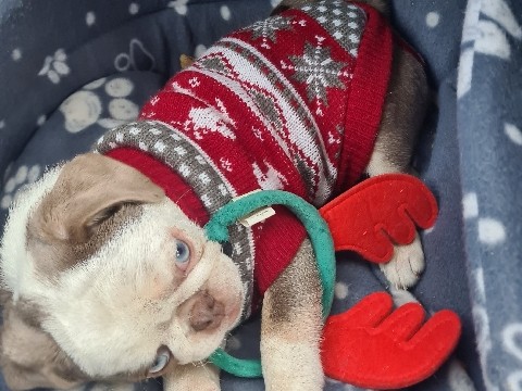 Pug – pug – Sheffield