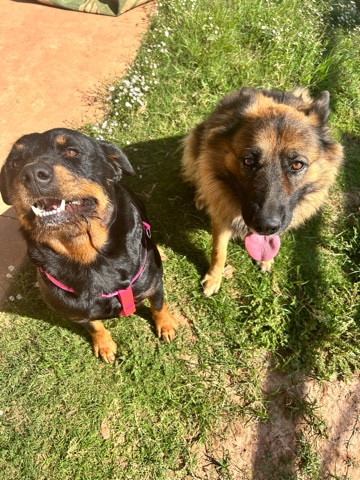 German shepherd & Rottweiler